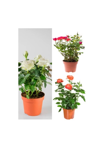 Avantajlı Yediveren Kırmızı Beyaz Ve Turuncu Renkli 30 60 Cm Saksılı Aşılı Gül Tricolor Rose