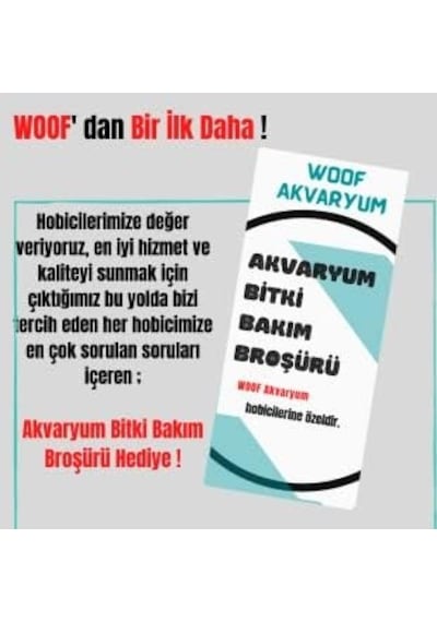 Ayrex Ludwigia Green 5 Dal Kusursuz Form Akvaryum Bitkisi Canlı Bitki