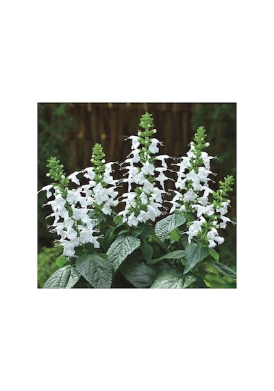 Beyaz Ateş Çiçeği Tohumu Salvia F1 - 30 Adet