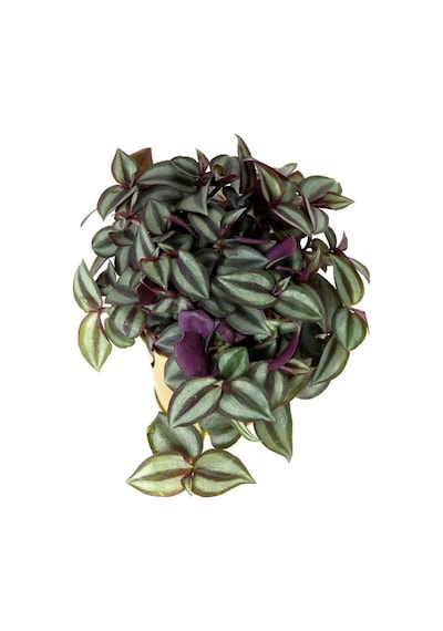 Zebra Alacalı Telgraf Çiçeği 1 Adet Saksılı 30-40cm Tradescantia Zebrina
