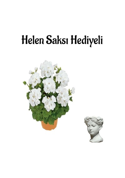 Hediyelik Açık Beyaz Saradunya Çiçeği Sevgililer Gününe Özel Helen Saksı Hediyeli