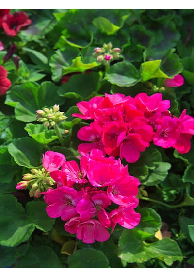 Videolu Özel Seri Sardunya 20 40 Cm 4 Adet Saksılı Çiçekli Bodur Bitki Pelargonium