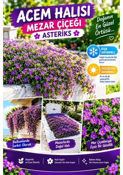 Acem Halısı 5 Li Viyol Yer Örtücü Bitki Güneşe Dayanıklı Dış Mekân Çiçeği Bahçe Ve Mezar Alanları İçin