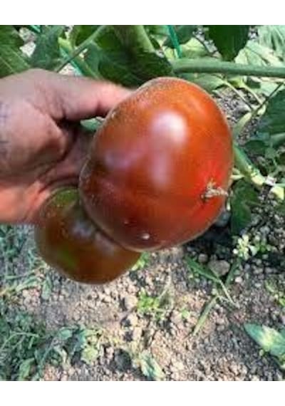 50 Adet Tohum Alaca Komando Köy Domatesi Tohumu Hediye Tohumlud