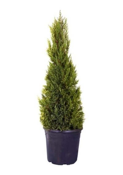 Limon Servi Çamı Saksılı 30-60 Cm