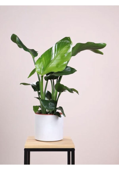 Strelitzia Starliçe 50-70 Cm Boyunda Tek Gövdeli Salon Bitkisi İç Mekan Bitkisi