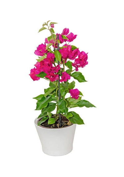 Pembe Begonvil Çiçeği 30 60 Cm 1 Adet Saksılı/ Tüplü Bahçe Bitkisi Bougainvillea
