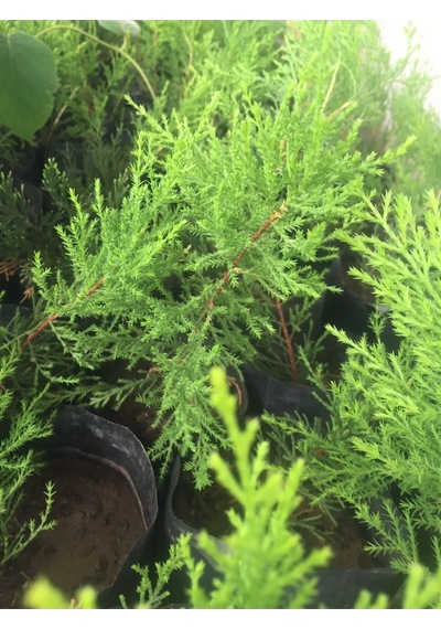 Videolu 1 Adet Limoni Servi 60-120 Cm Tüplü Dış Mekan Ağaçları Cupressus Macrocarpa Goldcrest