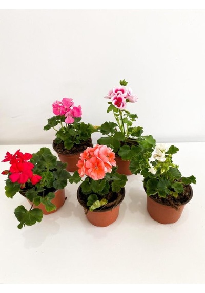 Sardunya Pembe Sarkan Sardunya Pembe Saksılı 10-20 Cm