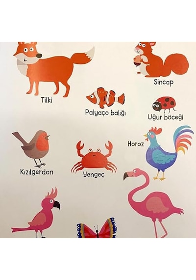 Uğur Böceğinden Zürafaya Rengarenk Hayvan Kitabım