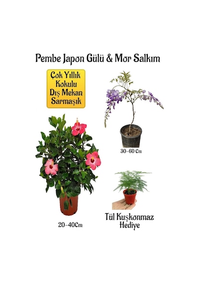 Pembe Japon Gülü Çiçeği+mor Salkım Ağacı Fidanıtül Kuşkonmaz Bahçe Peyzaj Seti