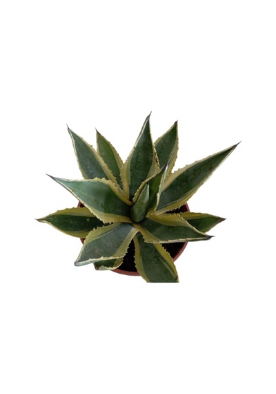 Agave Americano Bitkisi