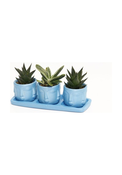 Trio Mavi Adler Sukulent Seti - Haworthia Limifolia. Gasteria