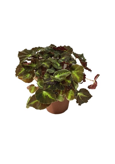 Begonia Rex 'motuno' Begonia Çiçeği