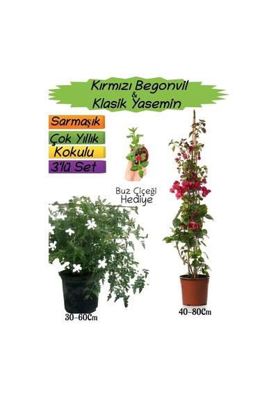 Kırmızı Renk Begonvil+kokulu Klasik Yasemin+buz Çiçeği 3'lü Peyzaj Seti