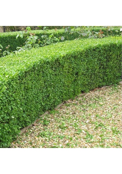 Şimşir Çit Bitkisi Buxus Sempervirens Rotundifolia