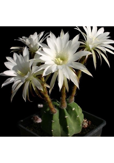 5.5 Lik Saksıda Echinopsis Subdenudata Paskalya Zambağı Kaktüsü