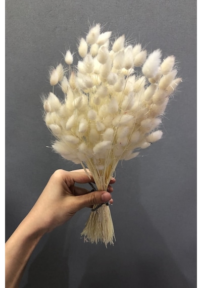 Serada Decor Plant Kuru Çiçek Pamuk Otu Demeti 35-40 Cm Beyaz