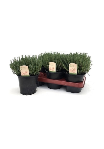Kekik - Thymus Vulgaris 5 Adet