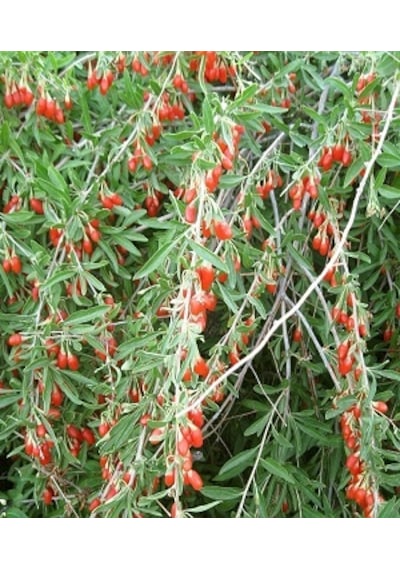 10 Adet Goji Berry Fidanı - 2 Yaşında - Büyük Boy 1.5m Tüplü
