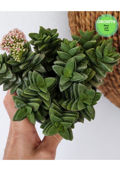 Crassus Springtime Multi Form 1 Adet