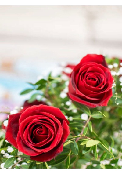 Videolu Kırmızı Gül 2 Adet Saksılı 40-60cm Aşılı Gül Bahçe Bitkisi Red Roses
