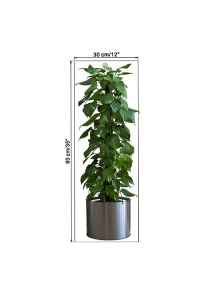 Saksılı Bitki Tasarımlı Resim 90 30 Cm Mc-665 Duvar Sticker Renkli