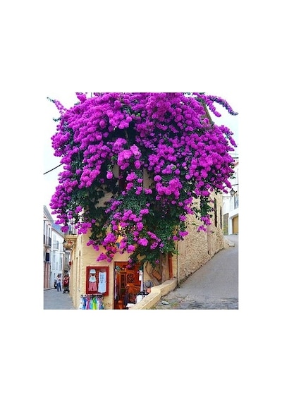 Begonvil Fidanı Fidesi 10-20 Cm Pembe