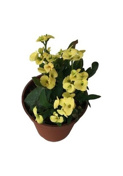 Biorganix Dikenler Tacı Japon Iğnesi Euphorbia Milii Sarı