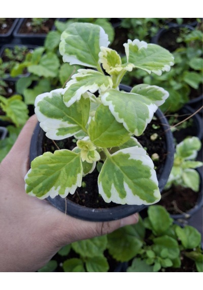Thebestonline Plectranthus Coleoides Alacalı Küba Kokulu Saksıda