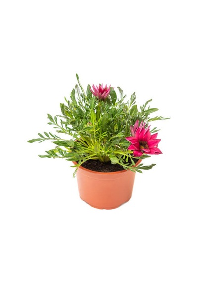 Pembe Renk Gazanya Çiçeği 1 Adet Saksılı/tüplü 15-25cm Çiçekli Balon Bitkisi