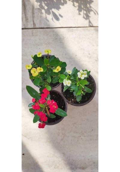 3' Lü Dikenler Tacı Çiçeği Euphorbia Milli Dikenler Tacı 10-20 Cm