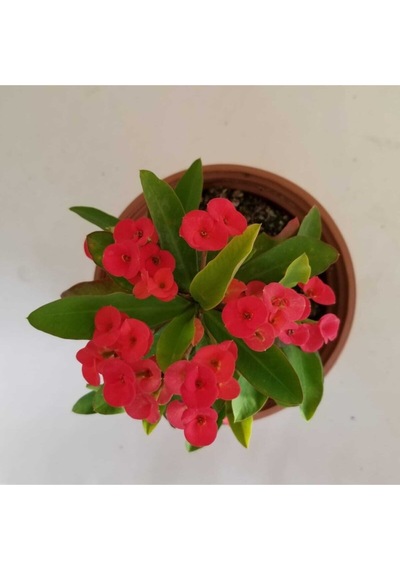 Dikenler Tacı Kırmızı Tropikada Millie Euphorbia Kırmızı