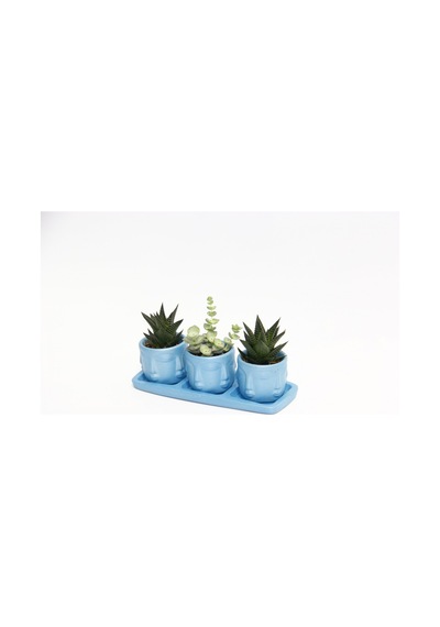 TRİO MAVİ ADLER SUKULENT SETİ - Haworthia Limifolia, Crassula Per