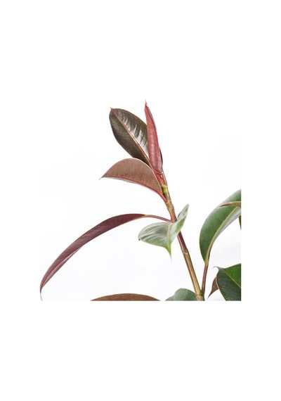 Ikea Fıcus Elastıca Canlı Bitki, Yeşil, 21 Cm