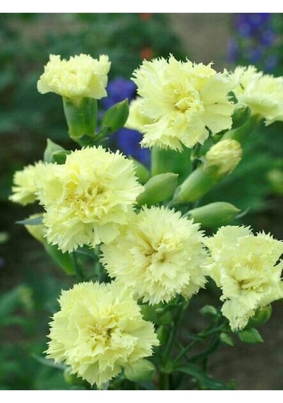 Videolu Kokulu Sarı Karanfil Çiçeği Fidanı 4 Adet Saksılı 30-50cm Salon Bitkisi Carnation Flower Diğer