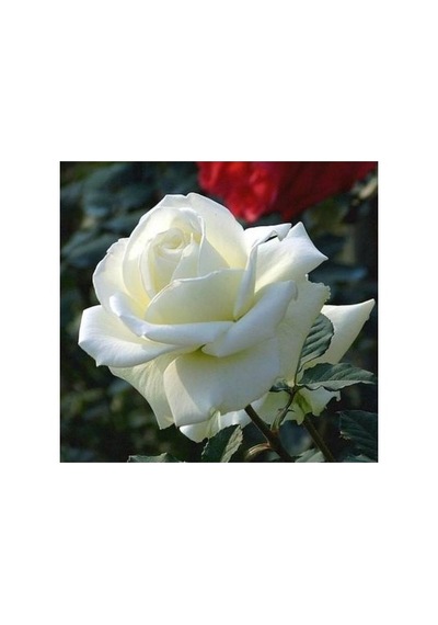 White Rose Sapling Beyaz Gül Fidanı Saksıda 10-20 Cm