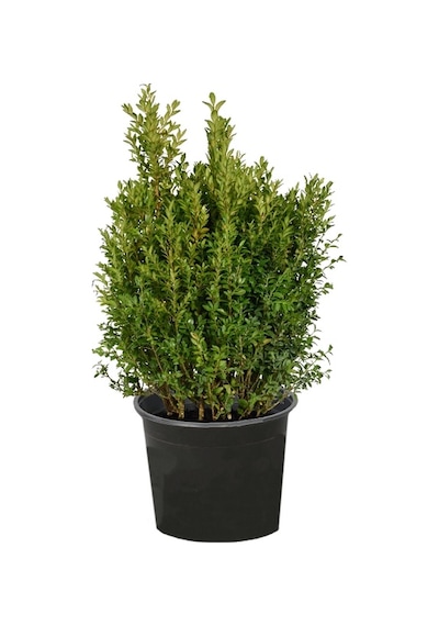 Şimşir Fidanı Saksılı Çap - 35
