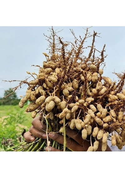 Yeni Hasat Taze Haşlamalık Çiğ Yer Fıstığı Yeni Söküm 3 Kg 3 KG