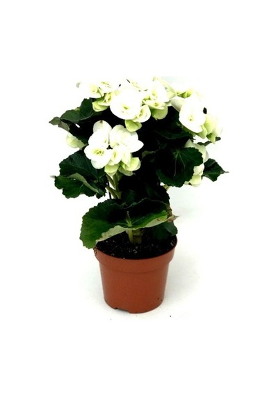 Begonya Çiçeği Fidanı Beyaz 10-20 Cm