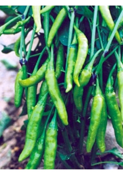 Turşuluk Aşağıbakan Cin Biberi 10 Gr