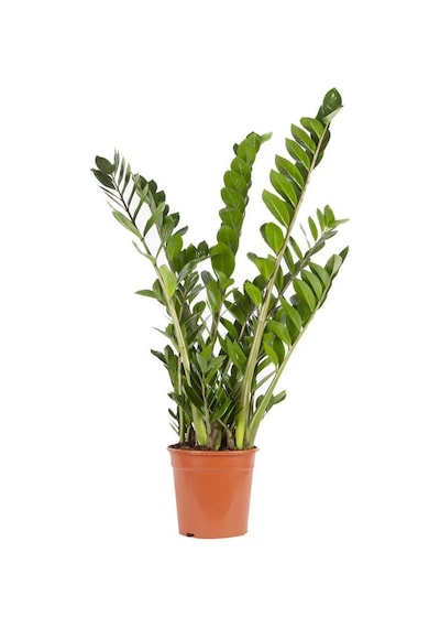 Zammia 80 - 100 Cm Yeşil