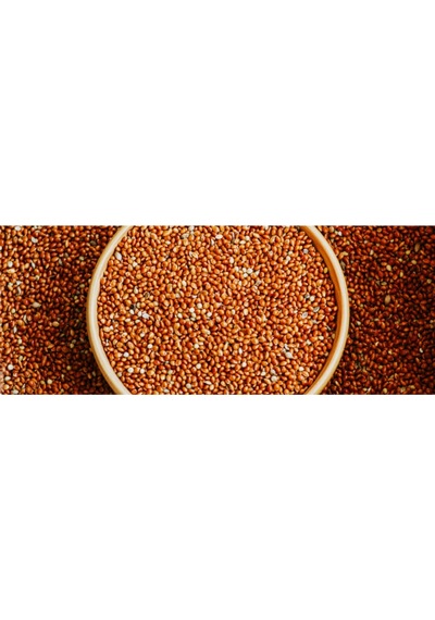 Yeni Yavru İçin Kızıl Dal Darı Taneleri Elenmiş 1 KG