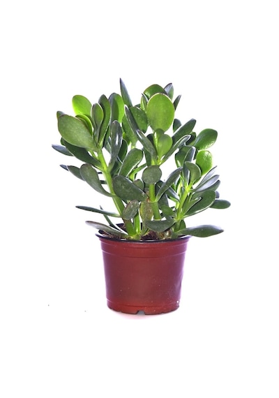 Para Ağacı Çiçeği Yeşim Bitkisi Crassula Ovata Fidanı 10-20 Cm