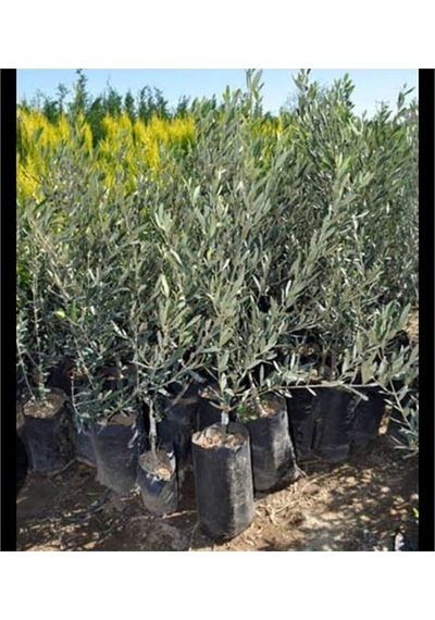 Videolu Trilya Zeytin Fidanı Bol Verimli 30 60 Cm 1 Adet Tüplü Dış Mekan Bitkisi Olive Sapling