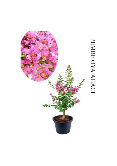 Pembe Oya Ağacı Fidanı 1 Adet Saksılı 30-60cm Çiçekli Ağaç