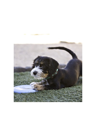 Hnrlıshp Kong Puppy Yavru Köpek İçin Frizbi