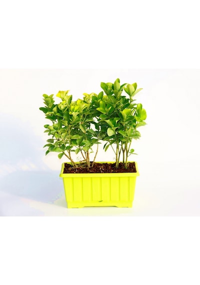 Gold Taflan Euonymus Japonica Aurea Sarı Çit Bitkisi 6 Li Dikim Sarı Saksıda 2 Adet