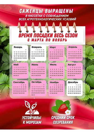 Permskaa Rassada Festiva Çilek Fidanı 6 Ad 212622350