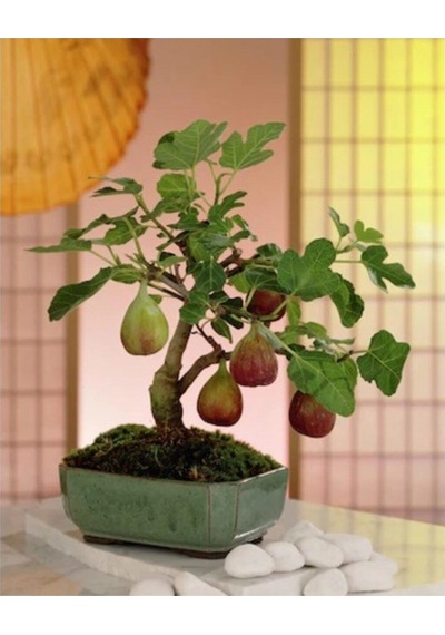 Bonsai Siyah Incir Ağacı Tohumu Yetiştirme Kiti